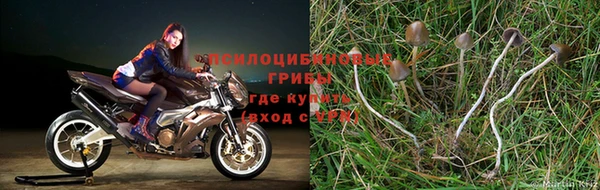 ПСИЛОЦИБИНОВЫЕ ГРИБЫ Бронницы